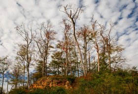 Phoca Thumb M Herbstliche Baeume An Der Schneeburg 9618 2017